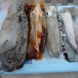 今年も秋アオリ渋い